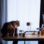 Foscarini Fleur lampada LED portatile a batteria ricaricabile